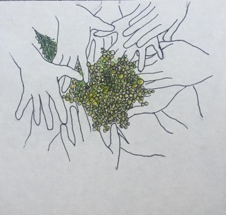 reama mimosa mani lilli