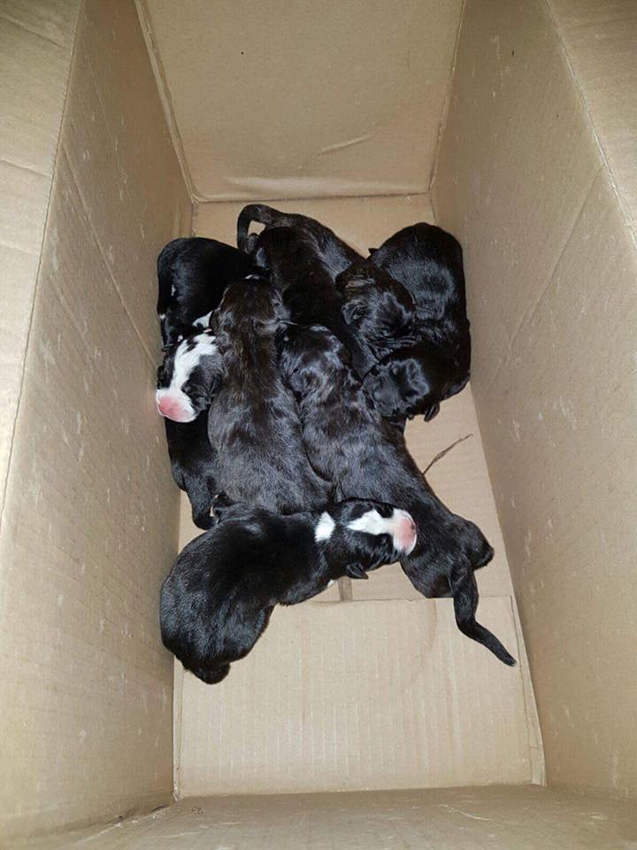 oasi scatolone cuccioli