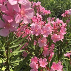 ricordi d'estate oleandro