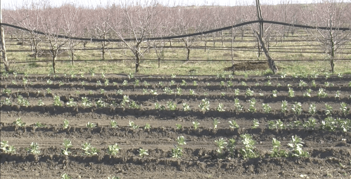 mario analisi terreni.png