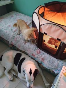 patrizia gattini piccolissimi